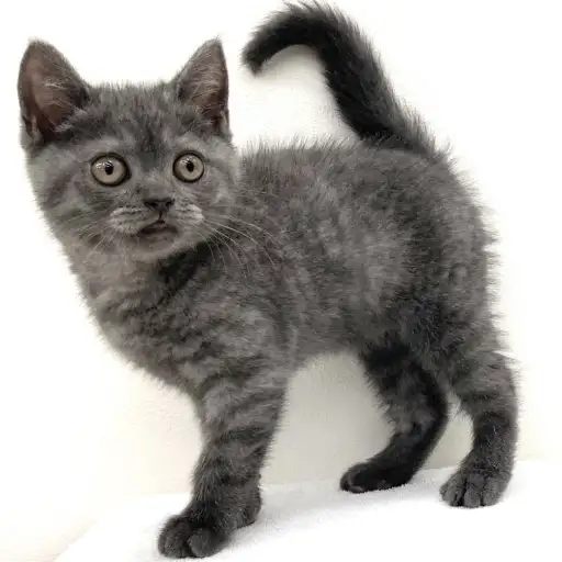 ブリティッシュショートヘア