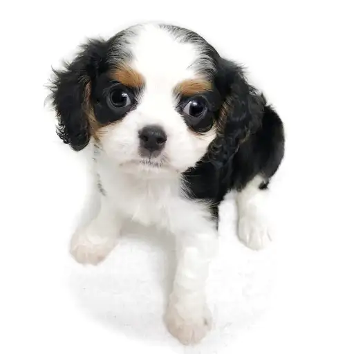 キャバリア・キングチャールズ・スパニエル