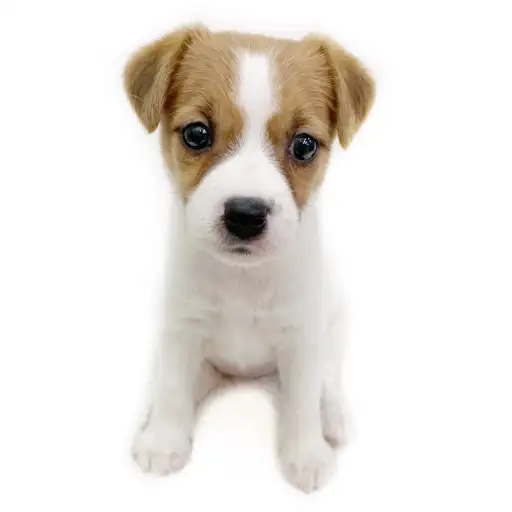 ジャックラッセルテリア