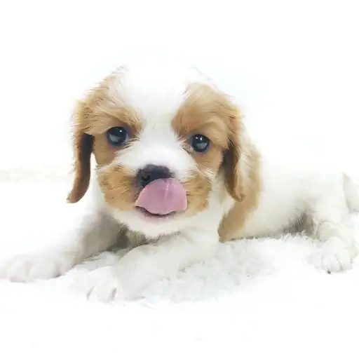 キャバリア・キングチャールズ・スパニエル