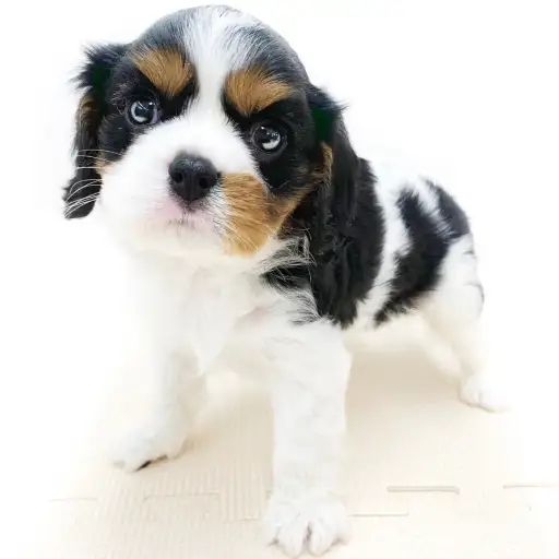 キャバリア・キングチャールズ・スパニエル