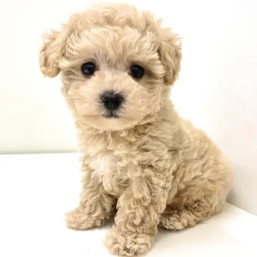 MIX(トイプードル×マルチーズ)