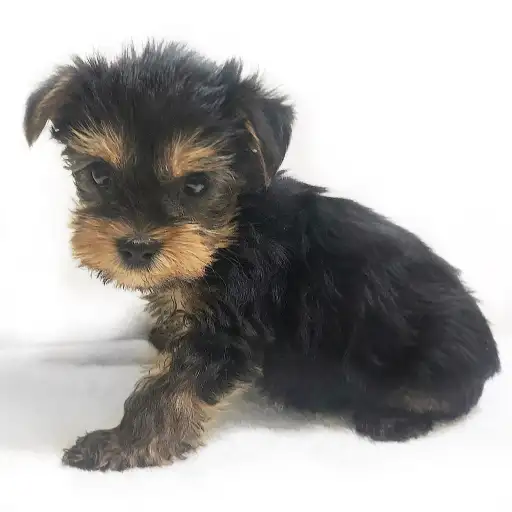 ヨークシャーテリア