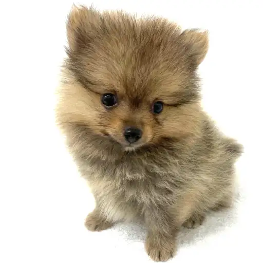 ポメラニアン