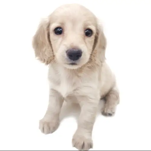 ミニチュア・ダックスフント