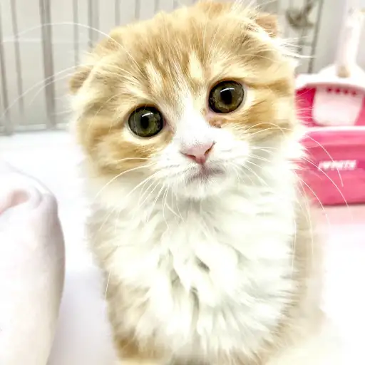 スコティッシュフォールド