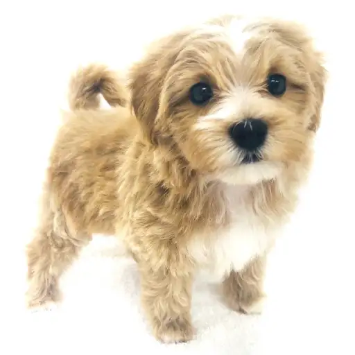 MIX(マルチーズ×トイプードル)