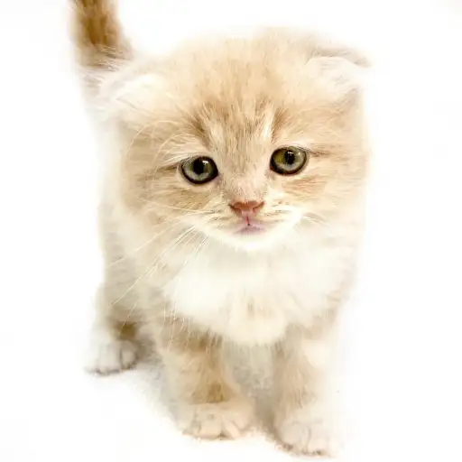 スコティッシュフォールド