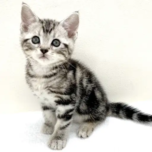 アメリカンショートヘア