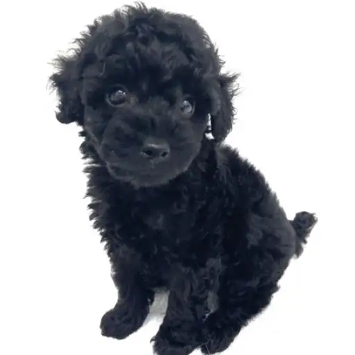 トイ・プードル