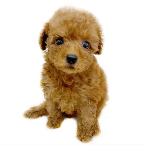 トイ・プードル