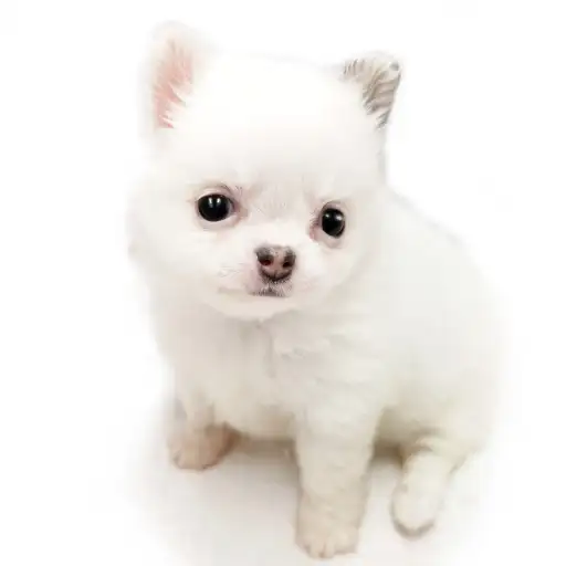 MIX(ポメラニアン×チワワ)