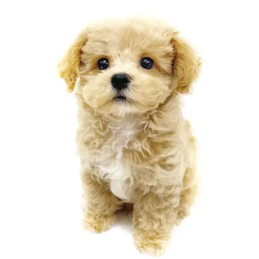 MIX（マルチーズ×トイプードル）