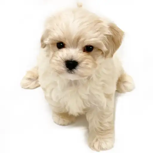 MIX（トイプードル×マルチーズ）