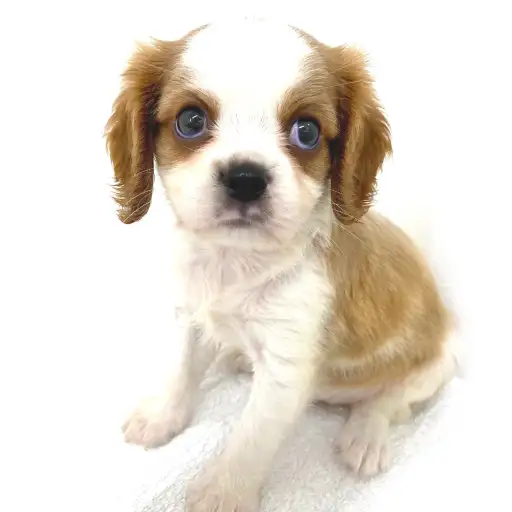 キャバリア・キングチャールズ・スパニエル