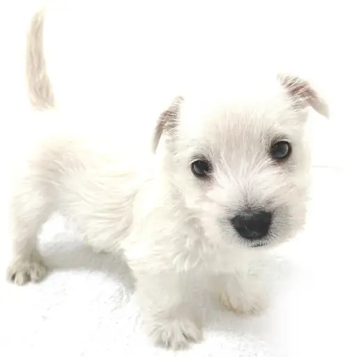 ウェストハイランドホワイトテリア