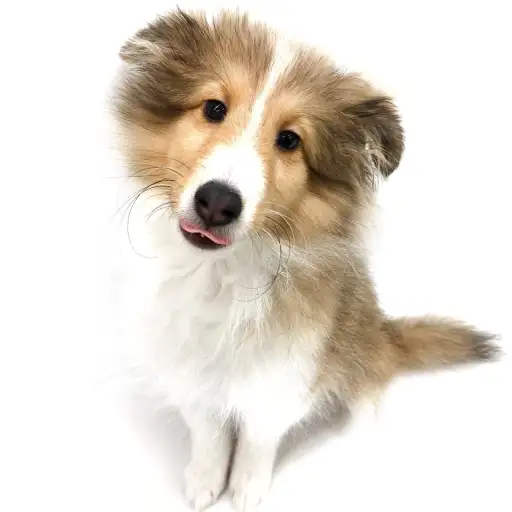 シェットランドシープドッグ