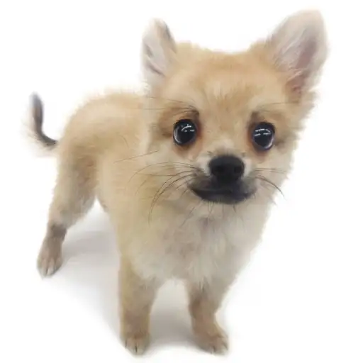 MIX（チワワ×ポメラニアン）