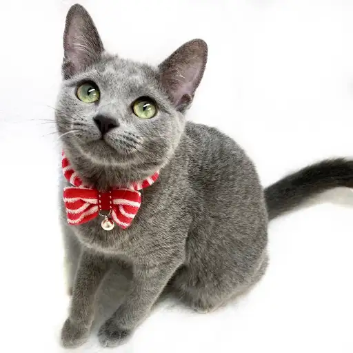 ロシアンブルー