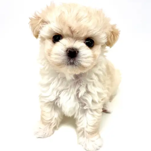 MIX（マルチーズ×チワワ）