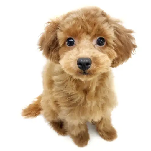 トイ・プードル