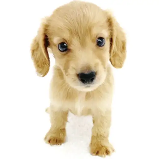 ミニチュア・ダックスフント