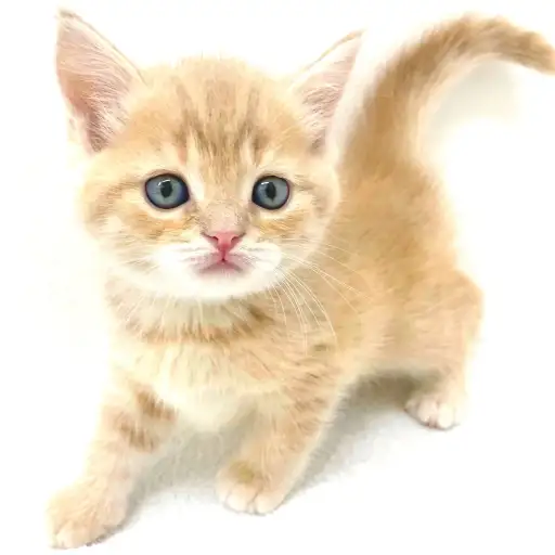 スコティッシュフォールド