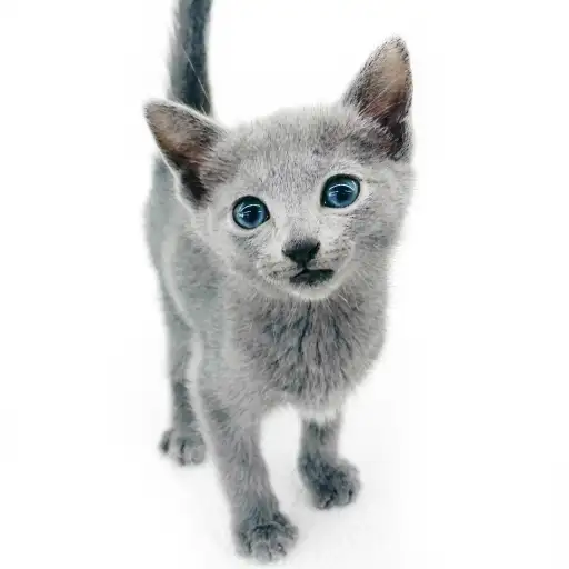 ロシアンブルー