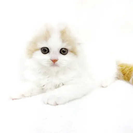 スコティッシュフォールド