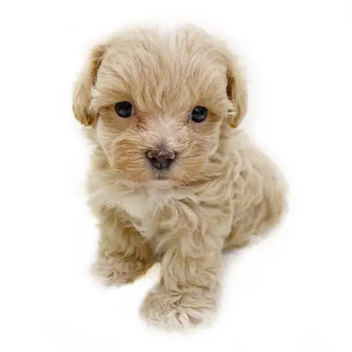 MIX（トイプードル×マルチーズ）