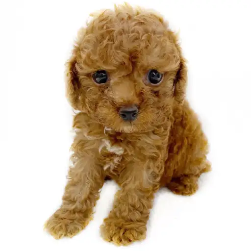 トイ・プードル