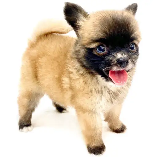 MIX（ポメラニアン×チワワ）