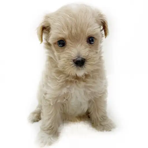 MIX（マルチーズ×トイプードル）