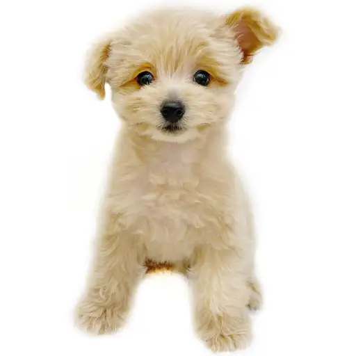 MIX（トイプードル×ポメラニアン）