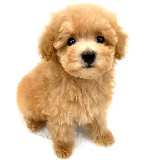 トイ・プードル