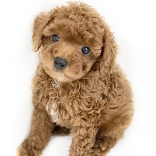 トイ・プードル