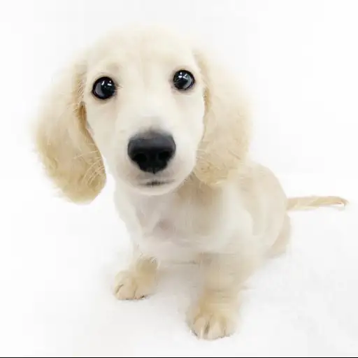 カニンヘン・ダックスフント