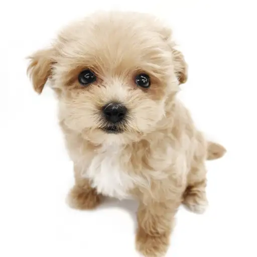 MIX（マルチーズ×トイプードル）