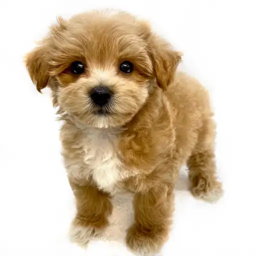 MIX（マルチーズ×トイプードル）