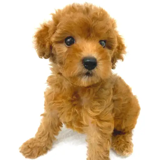 トイ・プードル