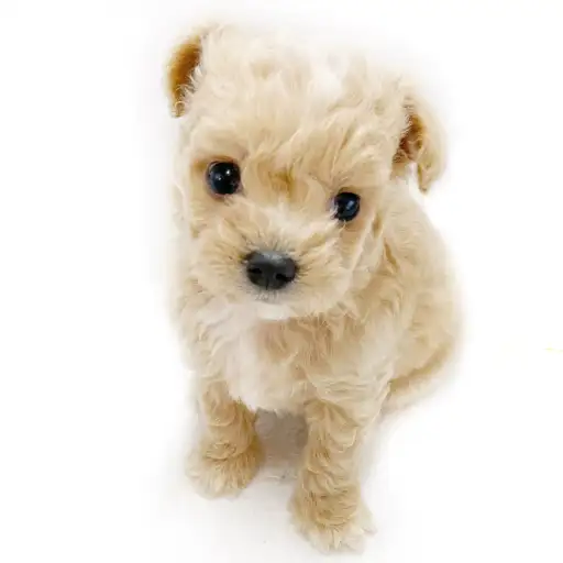 MIX（トイプードル×チワワ）