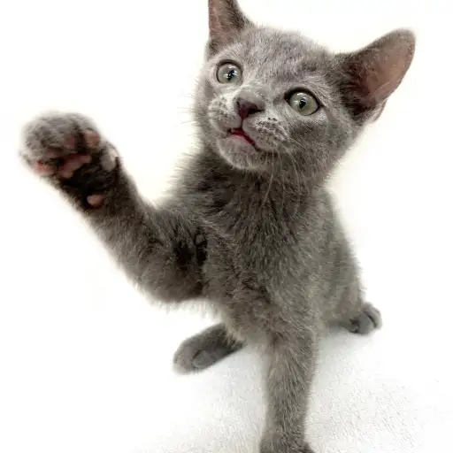 ロシアンブルー