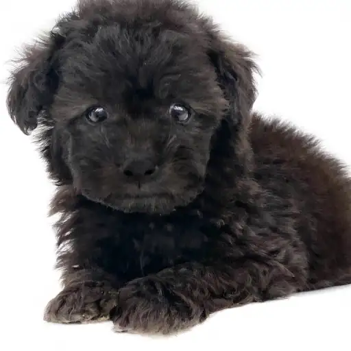 トイ・プードル