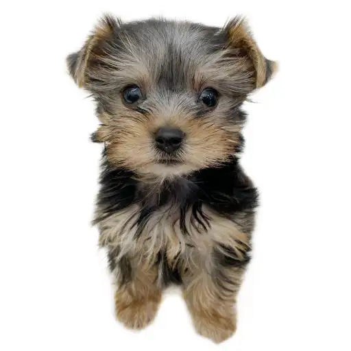 ヨークシャーテリア