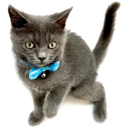 ブリティッシュショートヘア