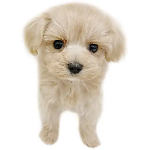 MIX（トイプードル×マルチーズ）