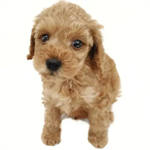 トイ・プードル