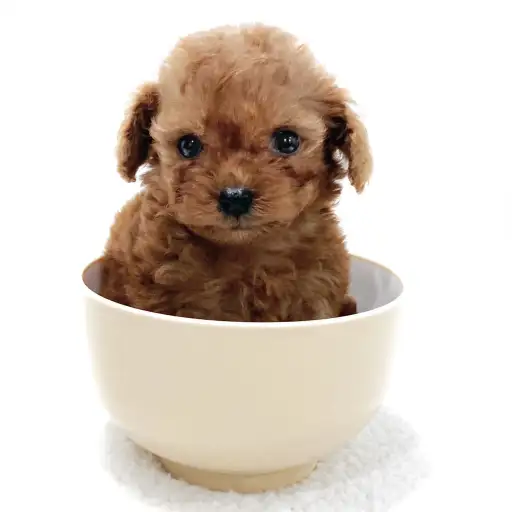 トイ・プードル