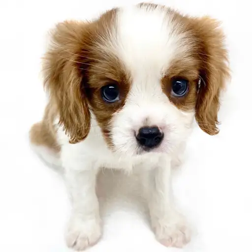 キャバリア・キングチャールズ・スパニエル