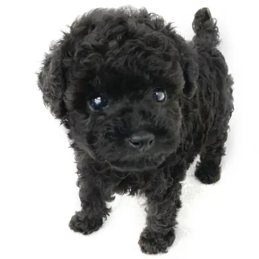 トイ・プードル